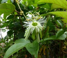 Passiflora_macropoda-CarlosRendon_2000x (1)